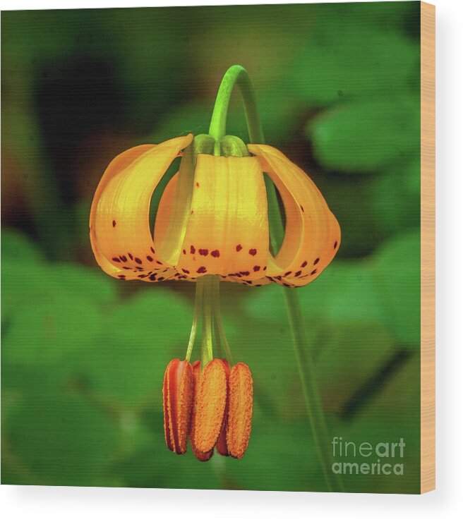 Wild Flowers Wood Print featuring the photograph Bright Tiger Lily Macro by Robert Bales