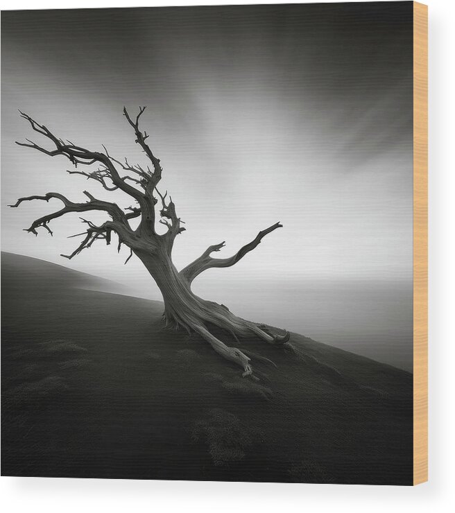 Black And White Wood Print featuring the digital art Bristlecone Pine on Foggy Mountain Slope by YoPedro