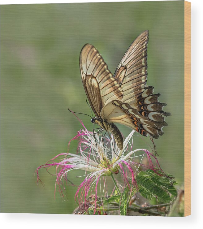 Butterfly Wood Print featuring the photograph Broad Banded Swallowtail Butterlfy by Linda Villers