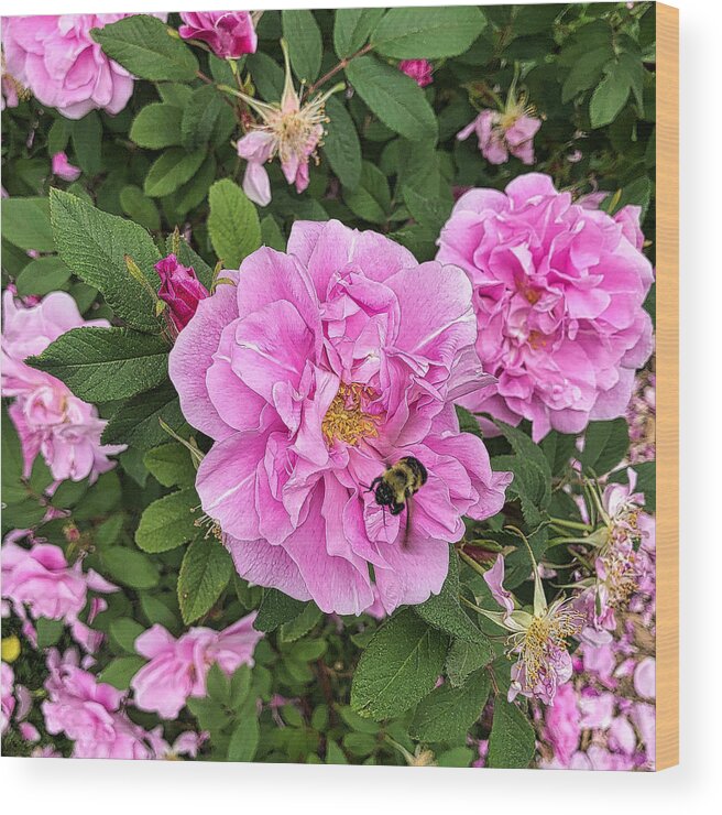 Rose Wood Print featuring the photograph Bumble Bee and Pink Rose by Russel Considine