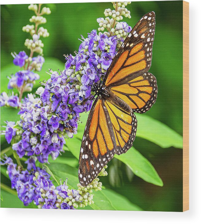 Butterfly Wood Print featuring the photograph Butterfly Snack Time by Jerry Connally