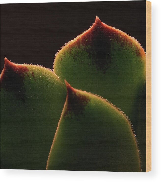Macro Wood Print featuring the photograph Cactus 9609 by Julie Powell
