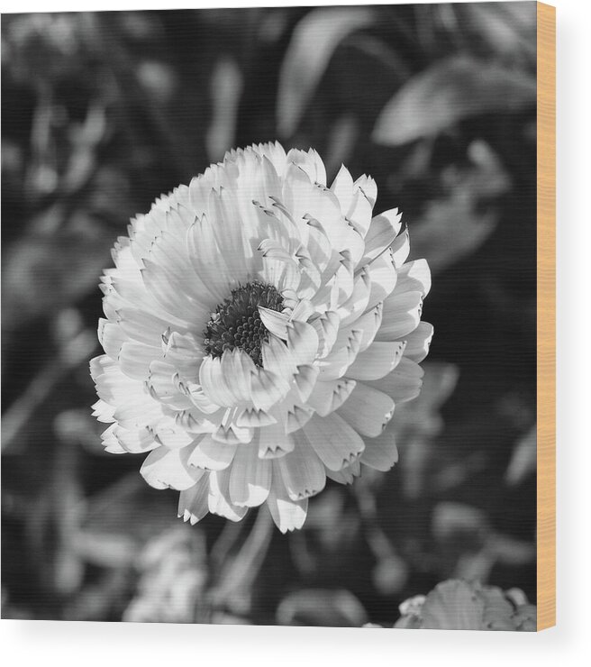 Calendula Officinalis Wood Print featuring the photograph Calendula Snow Princess Monochrome by Tanya C Smith