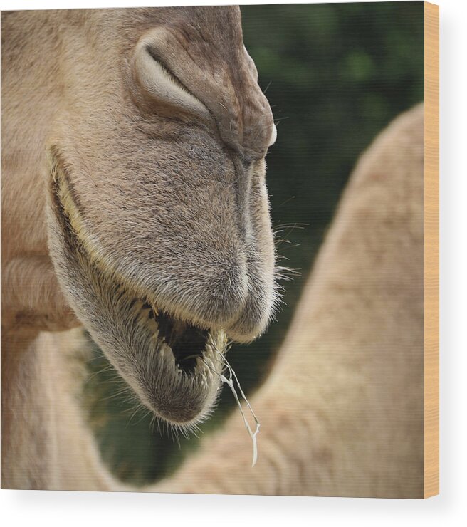 Camel Wood Print featuring the photograph Camel by M Kathleen Warren