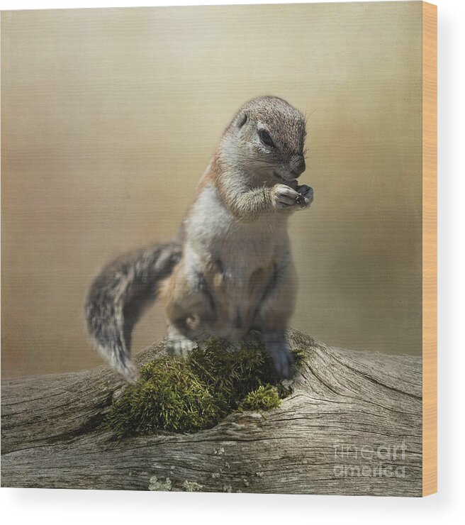 Cape Ground Squirrel Wood Print featuring the photograph Cape Ground Squirrel by Eva Lechner