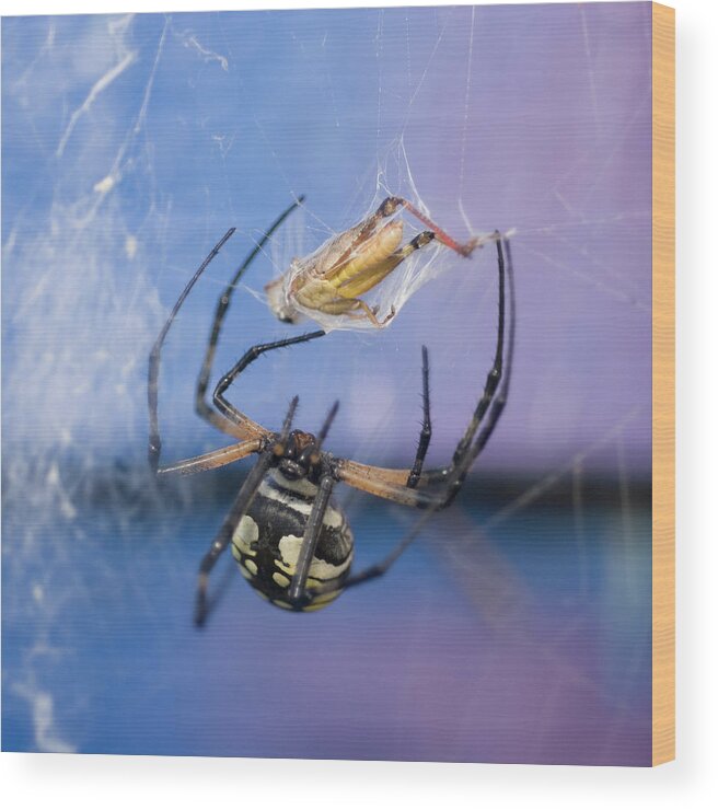Garden Spider Wood Print featuring the photograph Caught in the Web by Melissa Southern