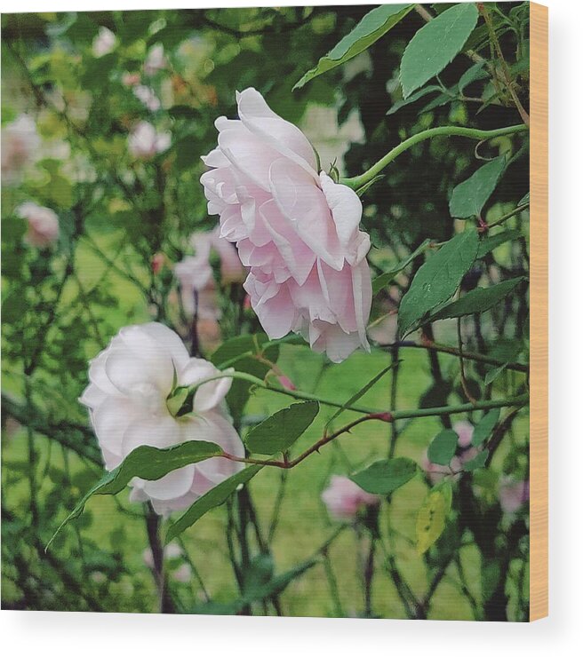 Old Fashioned Roses Wood Print featuring the digital art Charming Pale Pink Roses by Pamela Smale Williams