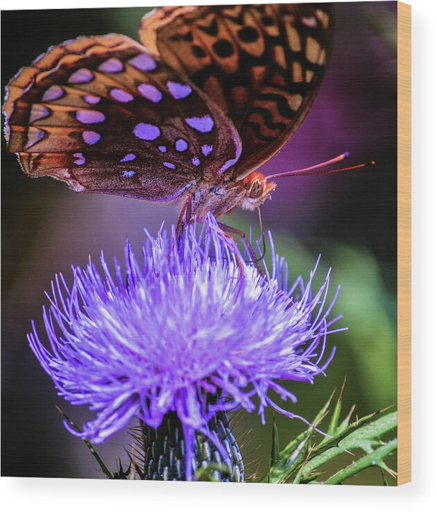 Butterfly Wood Print featuring the photograph Chillin' by Addison Likins
