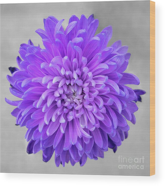 Floral Wood Print featuring the photograph Chrysanthemum Flower Joy-Purple by Renee Spade Photography