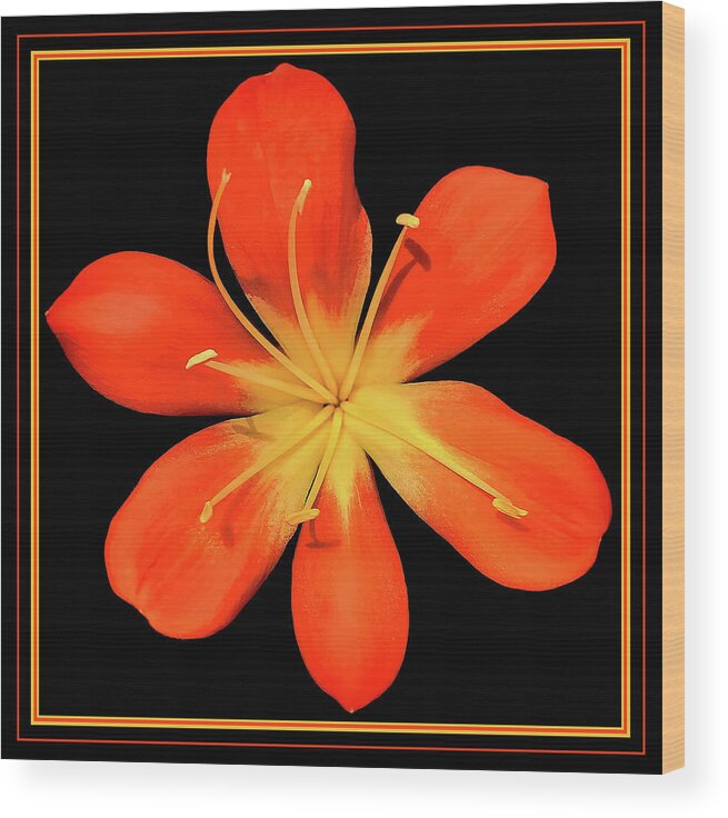 Clivia Flower Wood Print featuring the digital art Clivia Flower by Susan Maxwell Schmidt