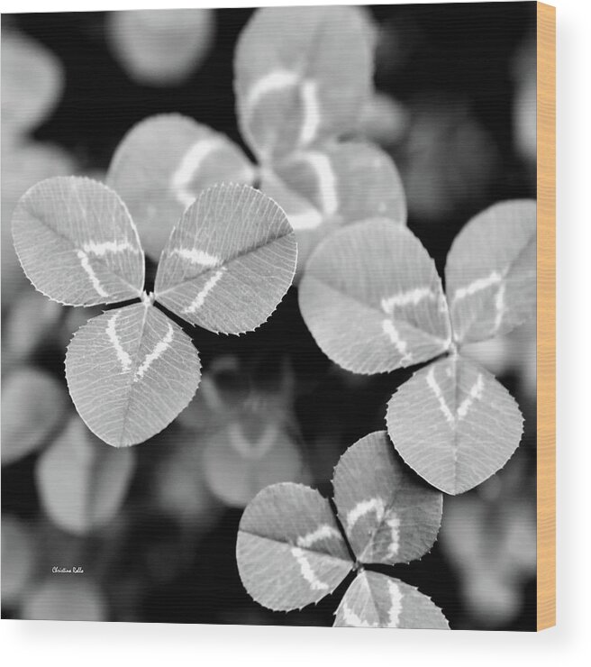 Clovers Wood Print featuring the photograph Clover Square by Christina Rollo