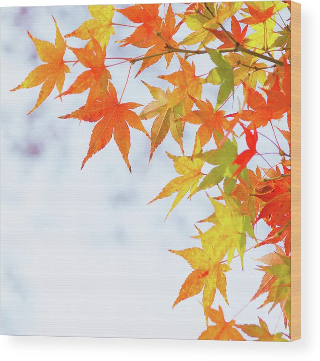 Acer Wood Print featuring the photograph Colorful maple leaves on branch, square crop by Viktor Wallon-Hars