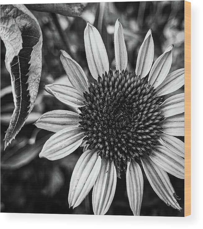 Coneflower Wood Print featuring the photograph Coneflower in black and white by Jim Feldman