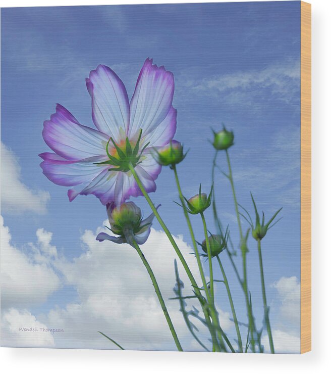 Audubon State Park Wood Print featuring the photograph Cosmos 3 by Wendell Thompson