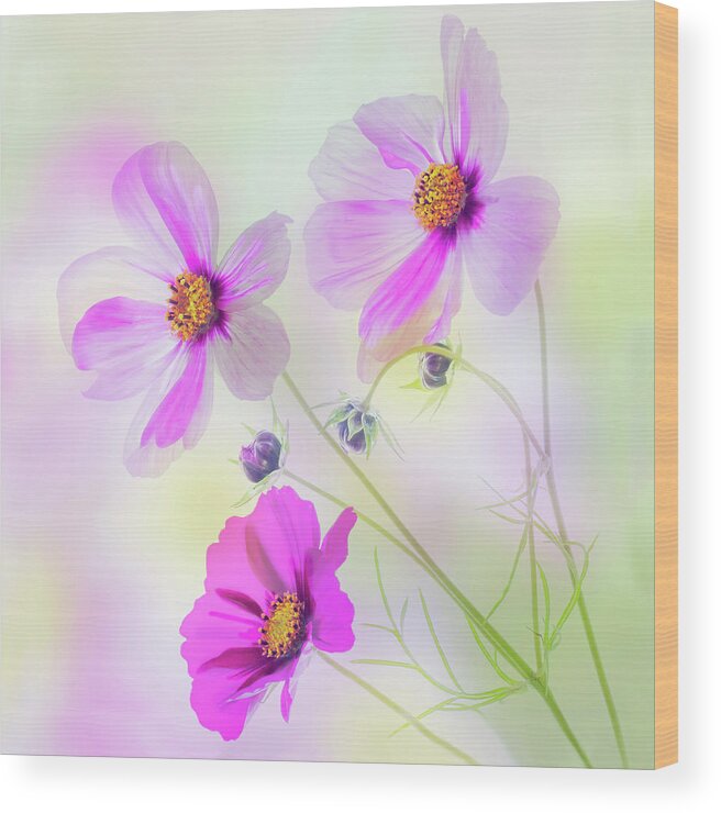 Cosmos Wood Print featuring the photograph Cosmos Dance by Diane Fifield