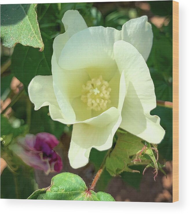 Cotton Wood Print featuring the photograph Cotton Blossom by Rebecca Herranen