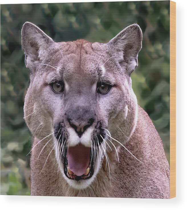 Animal Wood Print featuring the photograph Cougar Portrait by Gina Fitzhugh