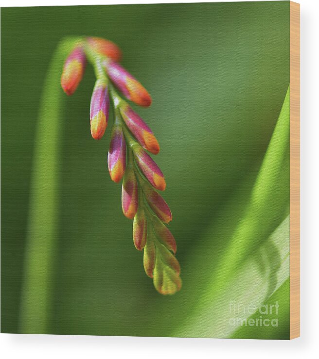 Flowers Wood Print featuring the photograph Crocosmia by Yvonne Johnstone