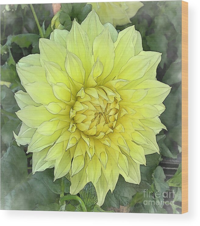 Floral Wood Print featuring the digital art Dahlia Bloom Of Soft Yellow by Kirt Tisdale