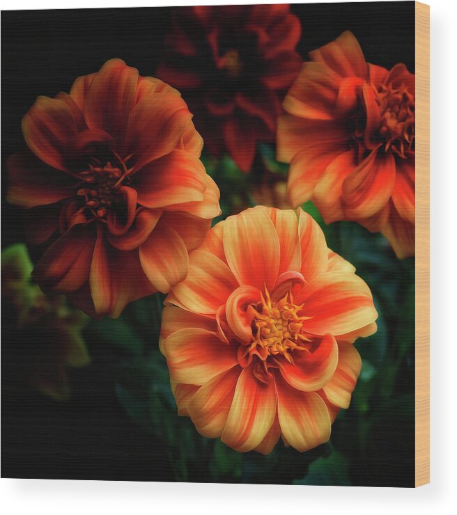 Flower Wood Print featuring the photograph Dahlia in Orange by Hans Brakob