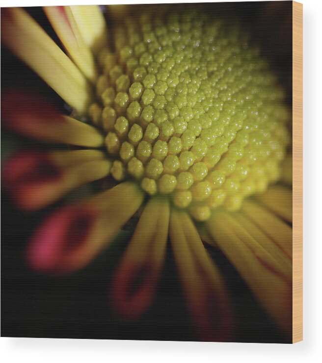 Macro Wood Print featuring the photograph Daisy 6043 by Julie Powell