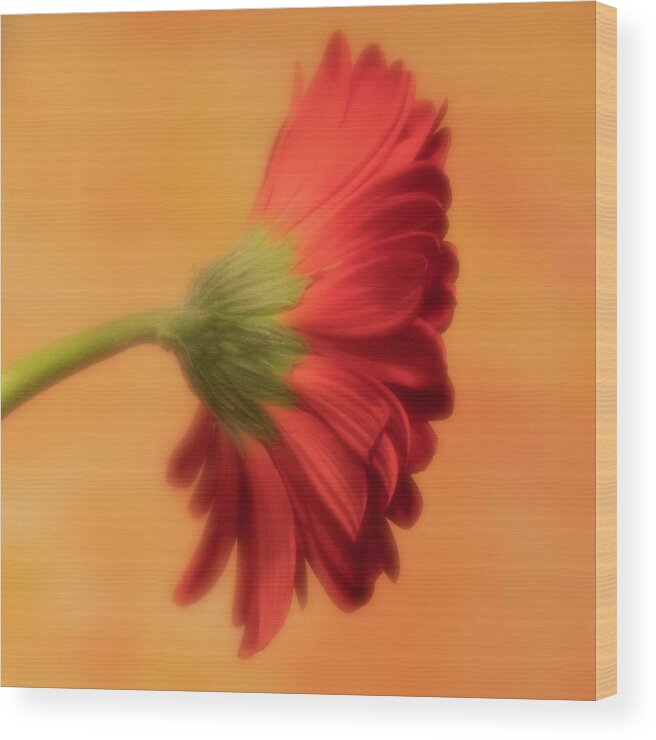 Gerber Daisy Wood Print featuring the photograph Daisy In Repose by Forest Floor Photography