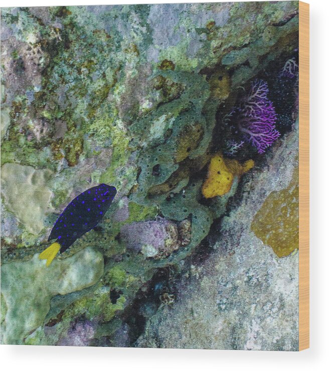 Ocean Wood Print featuring the photograph Damsel, No Distress by Lynne Browne