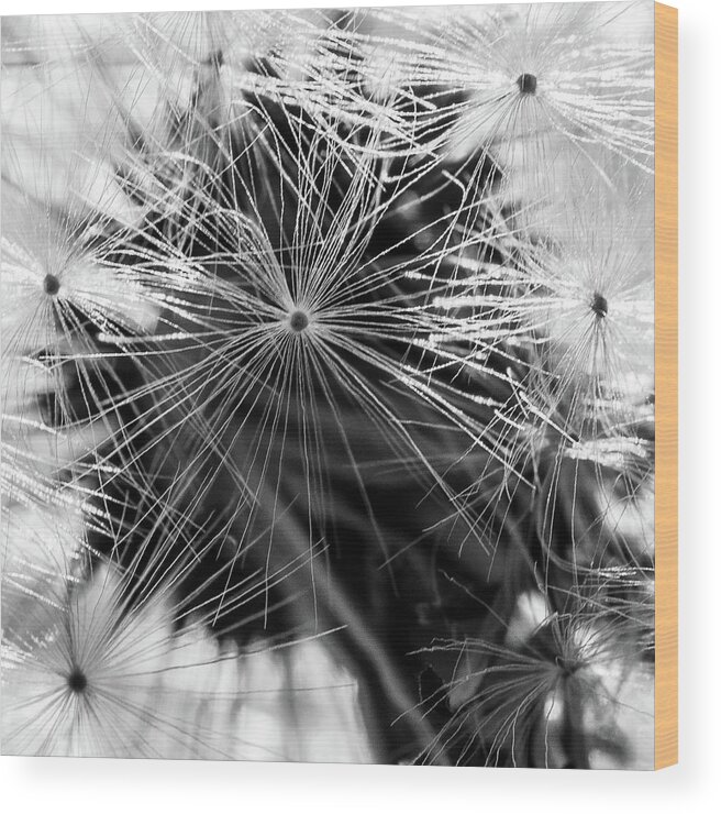 Plants Wood Print featuring the photograph Dandelions Clock by Louis Dallara