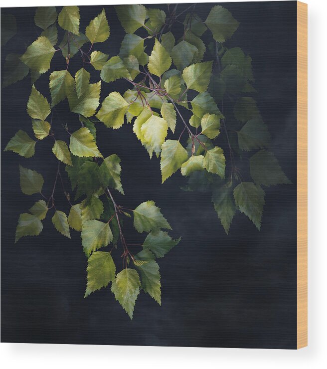 Betula Wood Print featuring the photograph Darkness Softly by Marsha Tudor