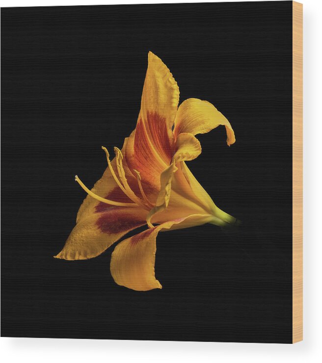 Hemerocallis Fulva Wood Print featuring the photograph Daylily at Night by Kevin Suttlehan
