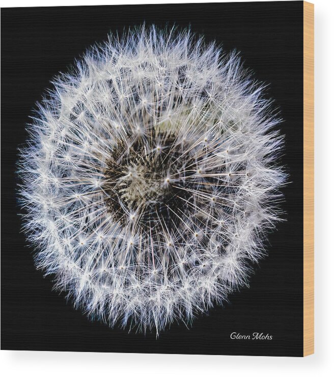 Dandelion Wood Print featuring the photograph Days gone by by GLENN Mohs