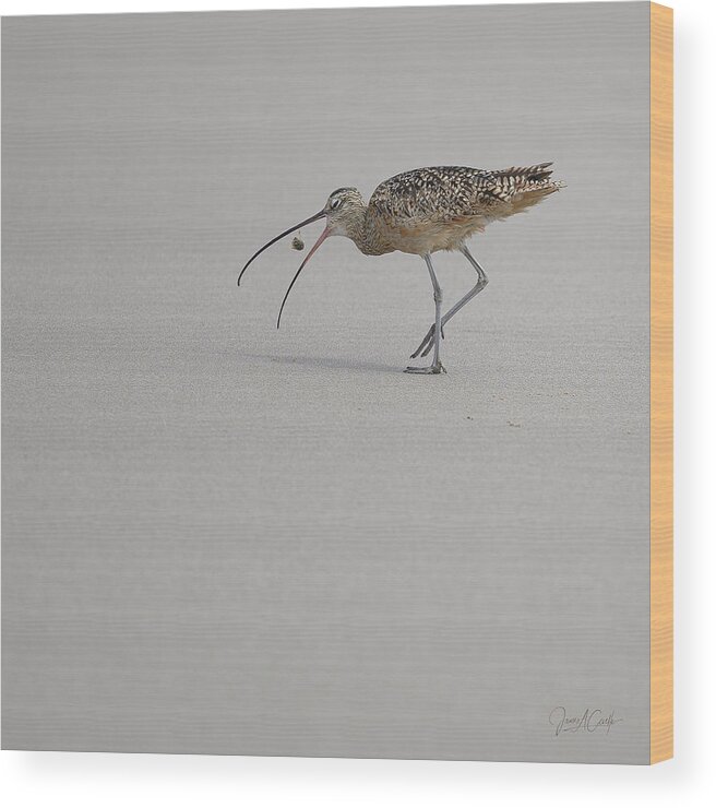 Animals Wood Print featuring the photograph Death of a Sand Crab by James Covello