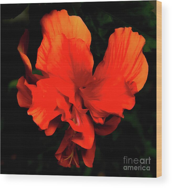 Hibiscus Flower Wood Print featuring the digital art Delicate Flower by Patti Powers