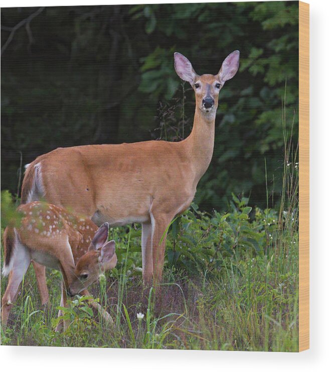 Deer Wood Print featuring the photograph Doe and Fawn by Linda Shannon Morgan
