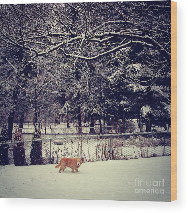 Dog Wood Print featuring the photograph Dog Walking Under the Snowy Trees by Frank J Casella