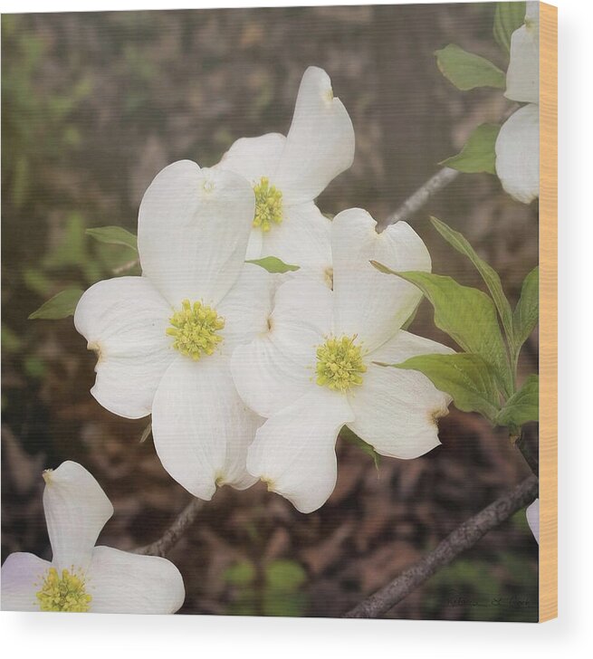 Dogwood Blossom Trio Wood Print featuring the photograph Dogwood Blossom Trio by Bellesouth Studio