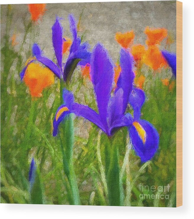 Brushstroke Wood Print featuring the photograph Dutch iris and California Poppies by Jeanette French