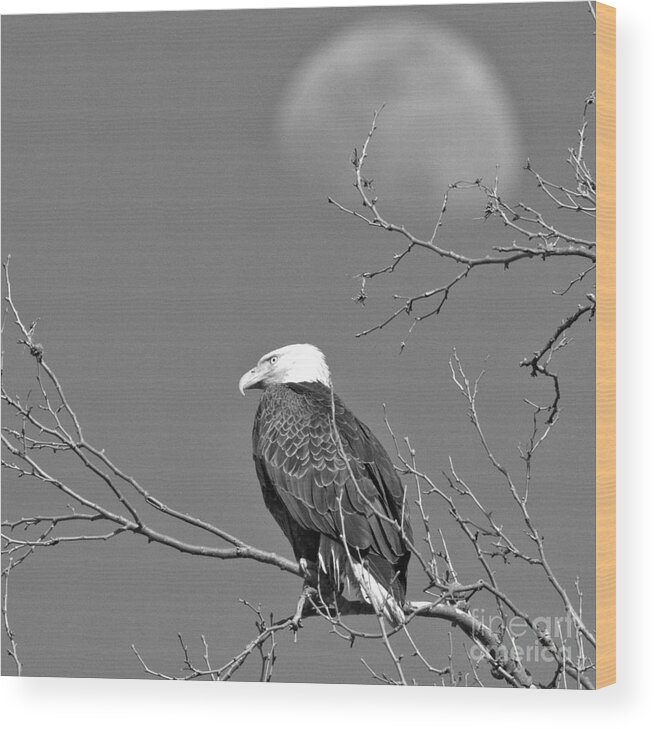 Eagle Wood Print featuring the photograph Eagle Under The Rising Moon Black And White by Adam Jewell