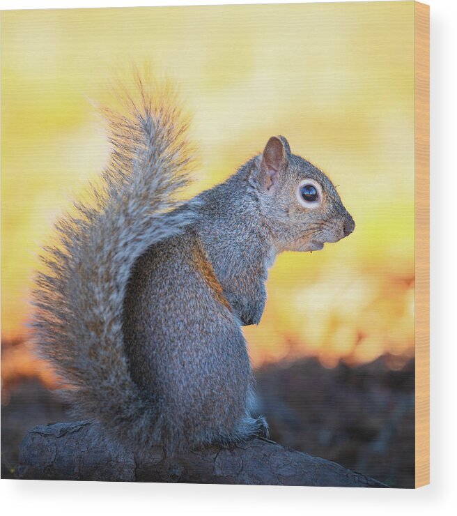 Grey Squirrel Wood Print featuring the photograph Eastern Gray Squirrel Portrait by Jordan Hill
