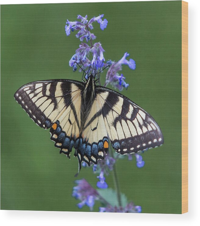 Butterfly Wood Print featuring the photograph Eastern Tiger Swallowtail Wingspan by Patti Deters