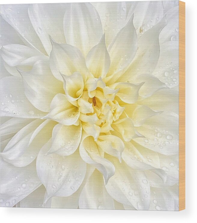 Macro Wood Print featuring the photograph Elegant White Dahlia by Jerry Abbott