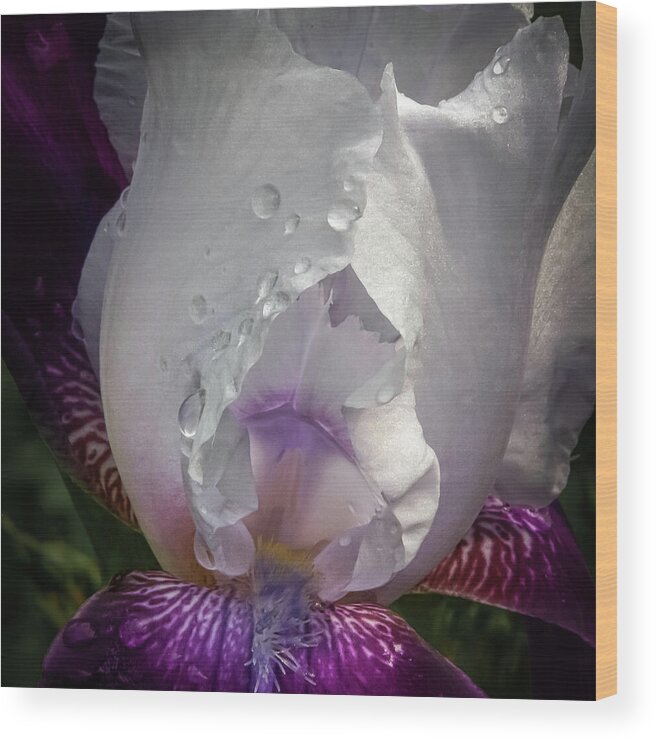 Bearded Iris Wood Print featuring the photograph Enchanting Portal - by Julie Weber