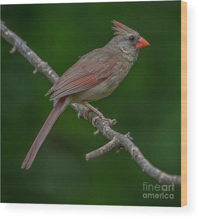 Female Cardinal Wood Print featuring the photograph Female Northern Cardinal in the Wild by Sandra Rust