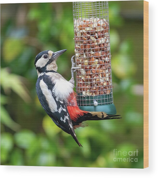 Nature Wood Print featuring the photograph Female Great Spotted Woodpecker feeding on peanuts by Jane Rix