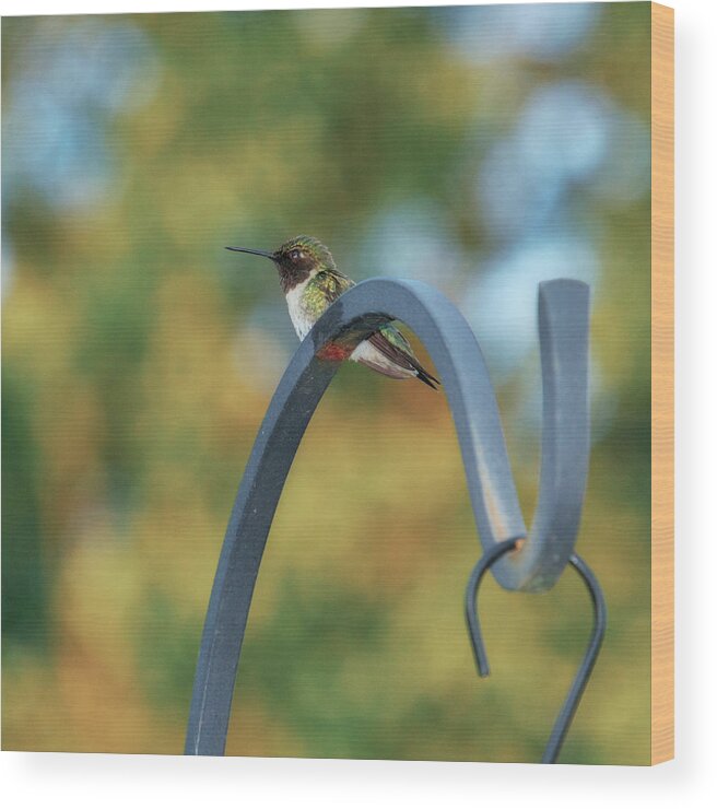 Female Wood Print featuring the photograph Female Ruby-Throated Hummingbird by Frank Mari