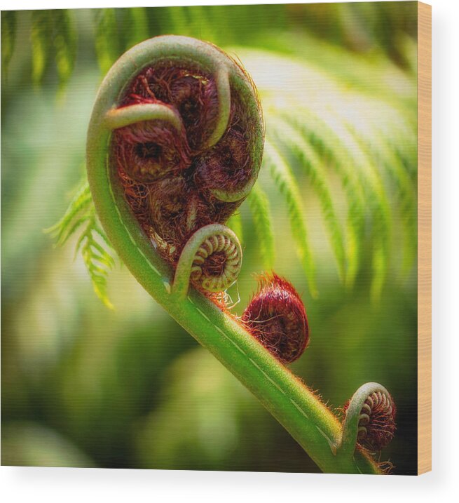 Fern Wood Print featuring the photograph Fern Fronds by Mike-Hope by Michael Hope