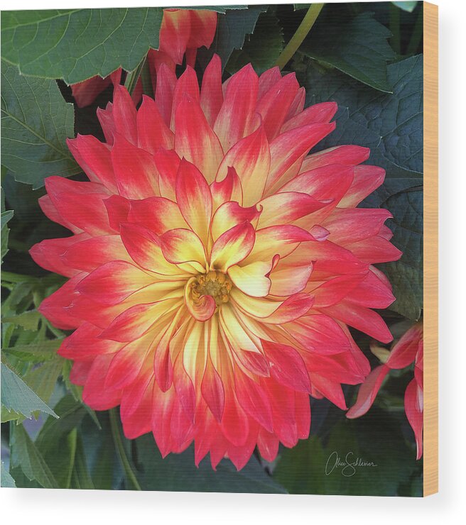 Dahlia Wood Print featuring the photograph Fiery Flower Garden Dahlia by Alice Schlesier