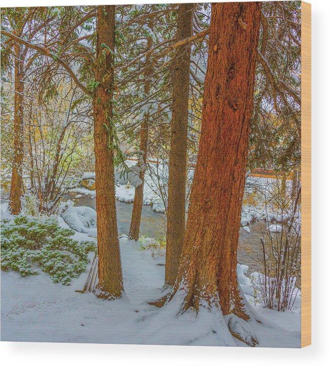 Calm Wood Print featuring the photograph Pine Trees in Snow by Tom Potter