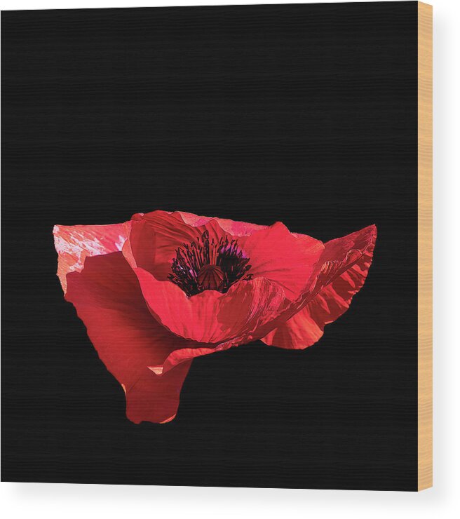 Poppy Wood Print featuring the photograph Flamenco Poppy by Cheri Freeman