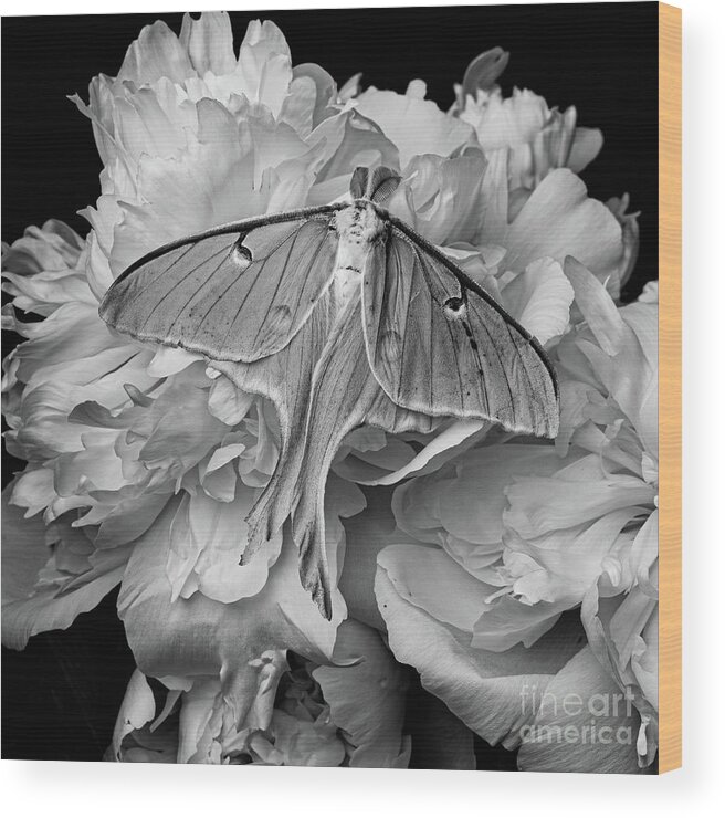 Moth Wood Print featuring the photograph Flight of the Luna Moth by Edward Fielding